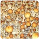 Псилоцибиновые (галлюциногенные) грибы в Клинцах Psilocybin "Golden Teacher" Псилоцибиновые (галлюциногенные) грибы в Клинцах Psilocybin "Golden Teacher"