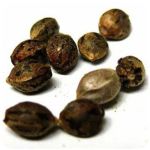 Семена марихуаны АК-47  (Seeds AK-47) в Клинцах